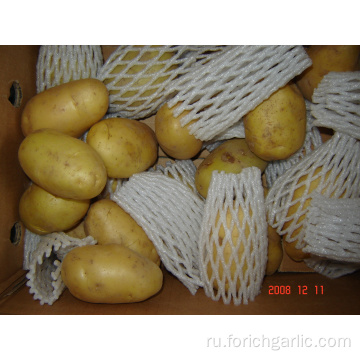 Свежий новый урожай картофеля Голландии